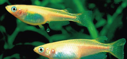 メダカの飼い方