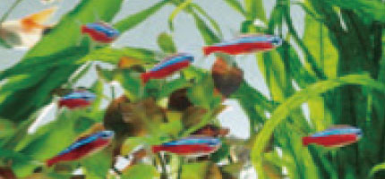 熱帯魚の飼い方