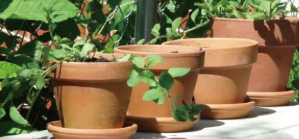 プランター特集