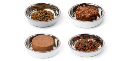 ネコちゃんの食事　基礎知識