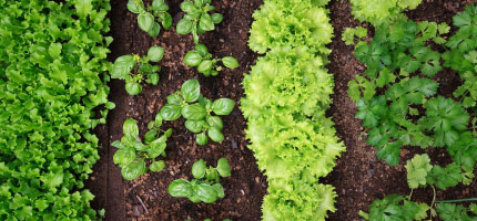 HowTo情報『家庭菜園』