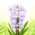 ヒアシンス