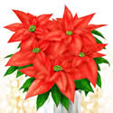 ポインセチア