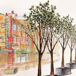 インドゴムノキの街路樹