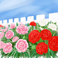 カーネーション