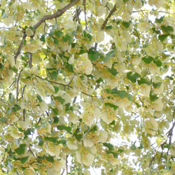 花が咲いているようにみえるセイヨウボダイジュ、葉の裏が白色を帯びる