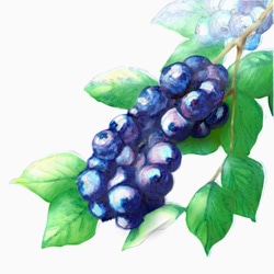 ブルーベリー