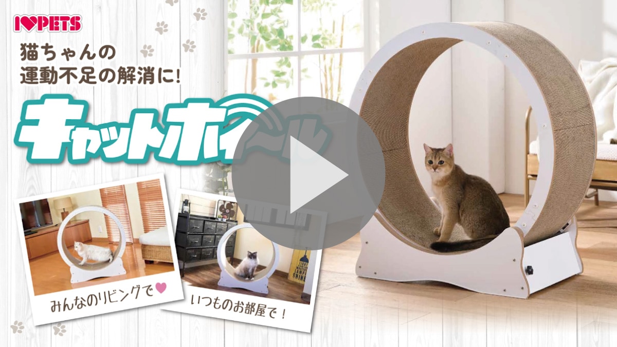 キャットホイール説明動画