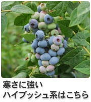 ハイブッシュ系