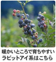 ラビットアイ系