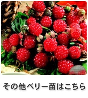 その他ベリー苗