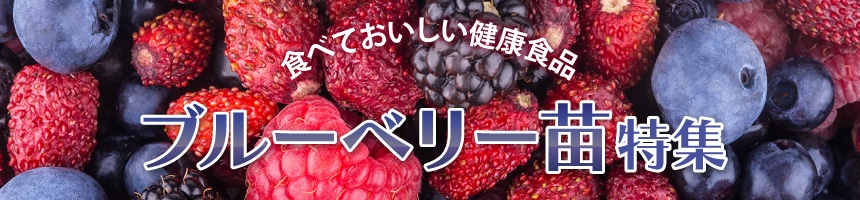 ブルーベリー苗特集