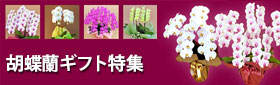 胡蝶蘭ギフト特集
