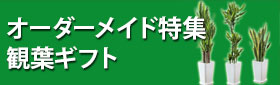 観葉植物ギフト特集