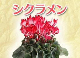 シクラメン
