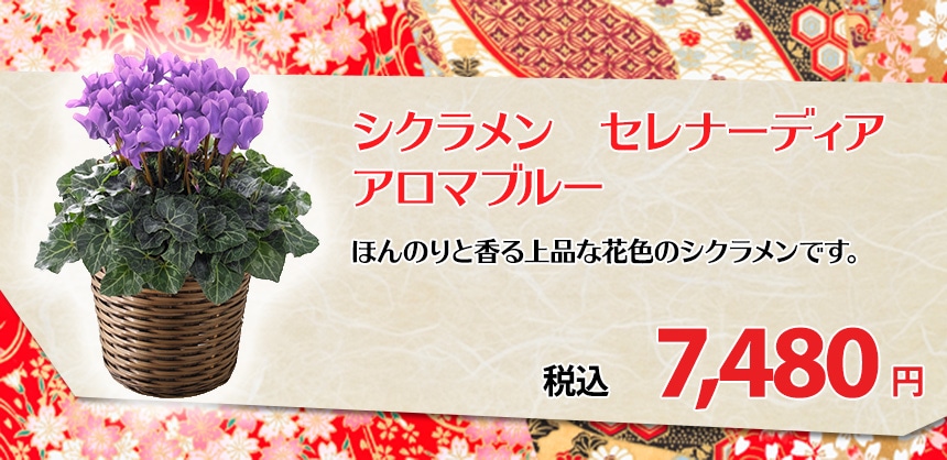 シクラメン　セレナーディア　アロマブルー