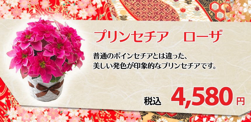 プリンセチア　ローザ