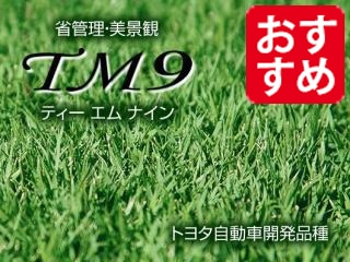 省管理型高麗芝 TM-9