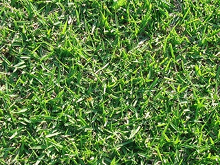 キリシマターフ