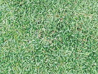 つくばグリーン