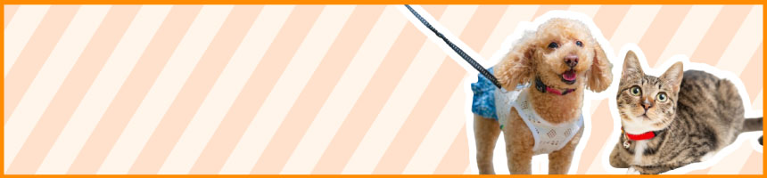 ハーネス・リード・首輪特集