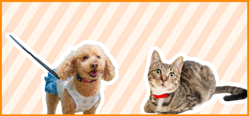 ハーネス・リード・首輪特集