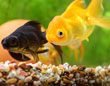 金魚の飼育用品特集