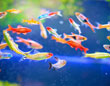熱帯魚の飼育用品特集