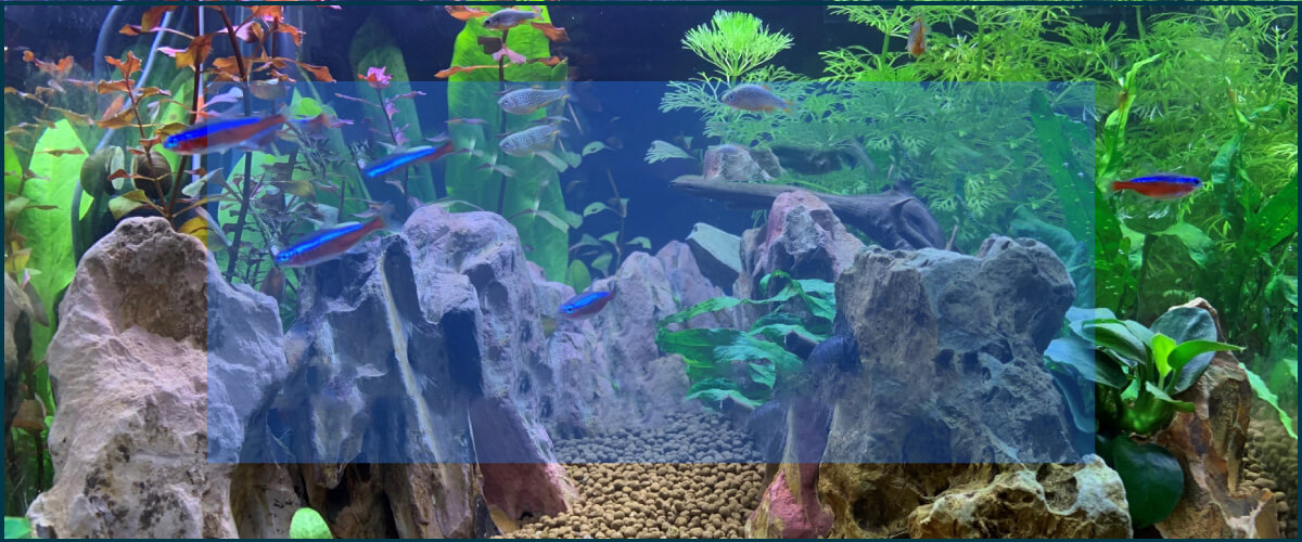 おすすめ水槽特集