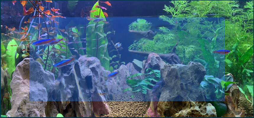 おすすめ水槽特集