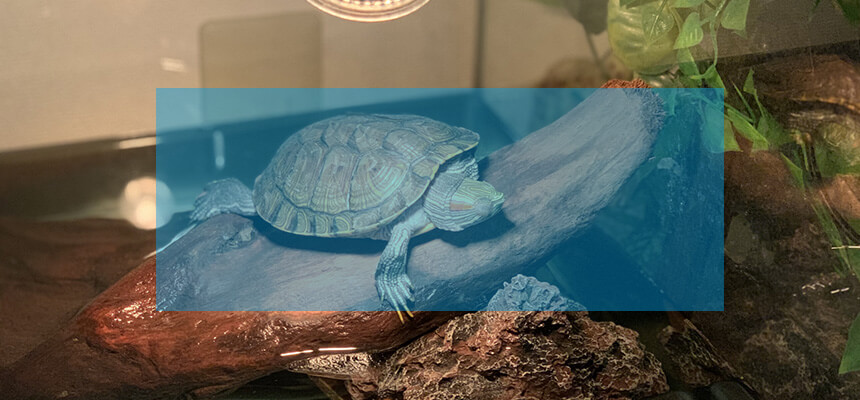 カメの水槽