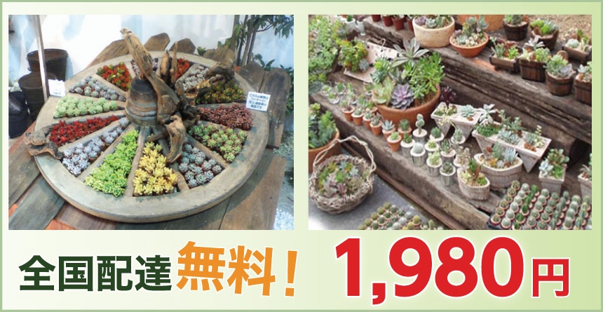 多肉植物５個セット販売