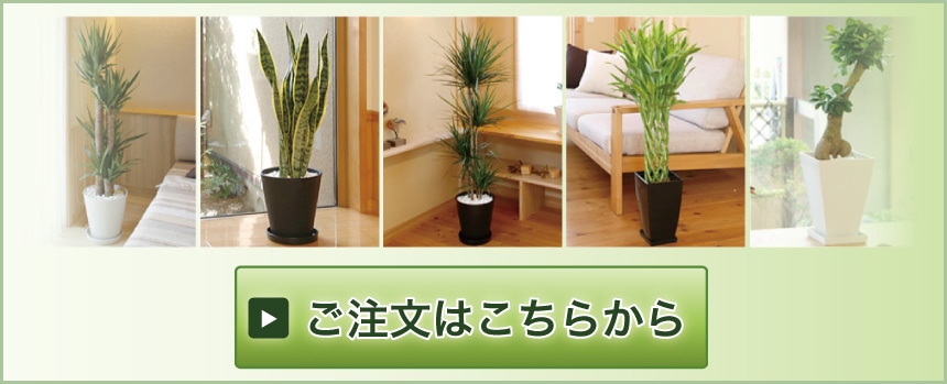 観葉植物ギフト