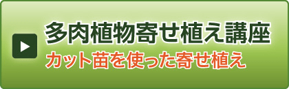 カット苗を使った寄せ植え