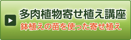 鉢植えの苗を使った寄せ植え