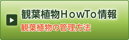 観葉植物の管理方法