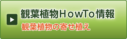 観葉植物の寄せ植え