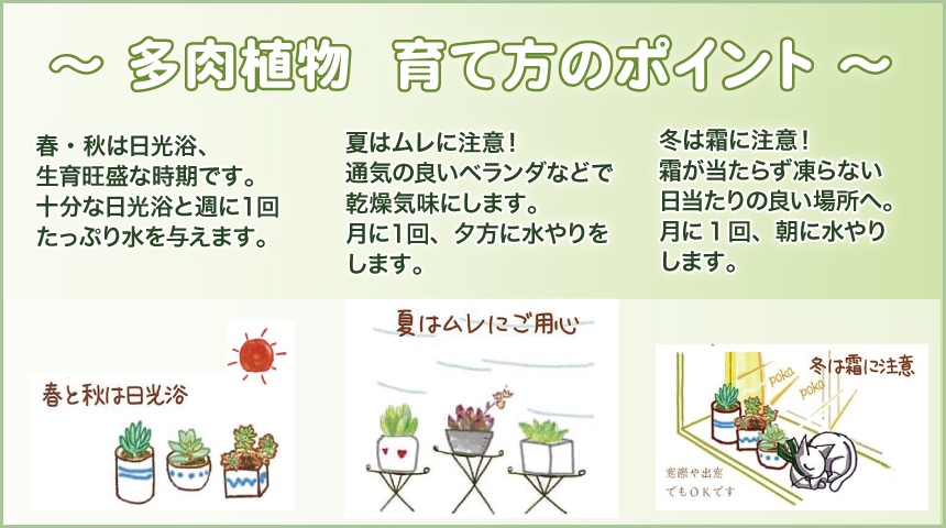 多肉植物　育て方のポイント