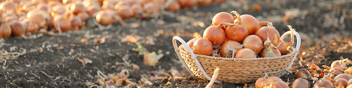 玉ねぎ苗予約特集