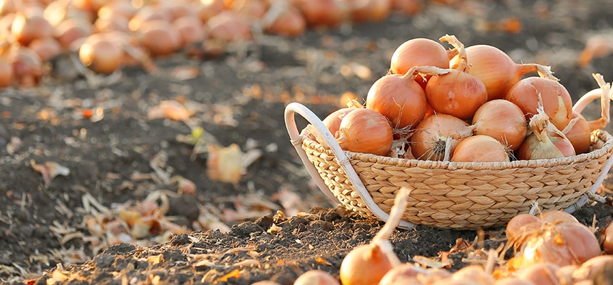 玉ねぎ苗予約特集