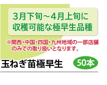 玉ネギ苗 極早生