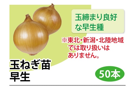 玉ネギ苗 早生