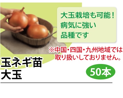 玉ネギ苗 大玉
