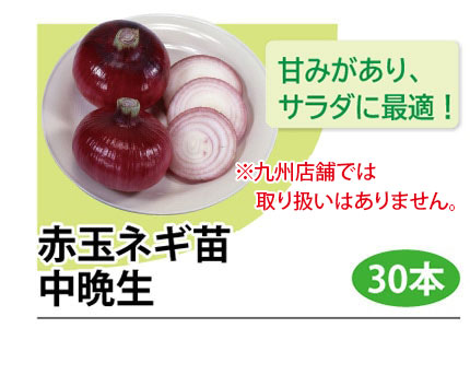 赤玉ネギ苗 赤玉ネギ苗