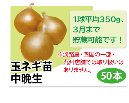 玉ネギ苗 中晩生
