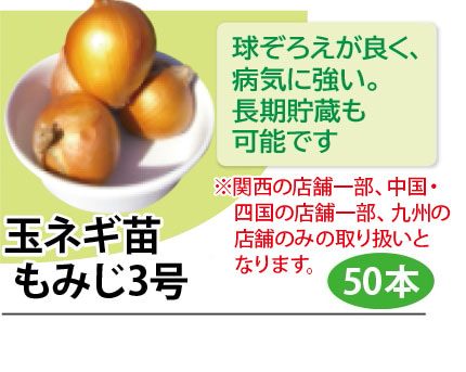玉ネギ苗 もみじ３号