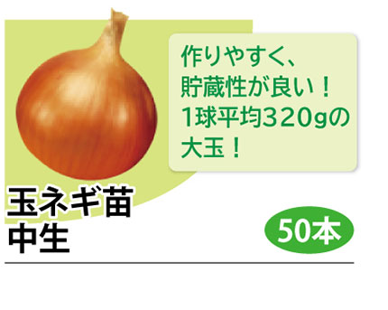 玉ネギ苗 中生