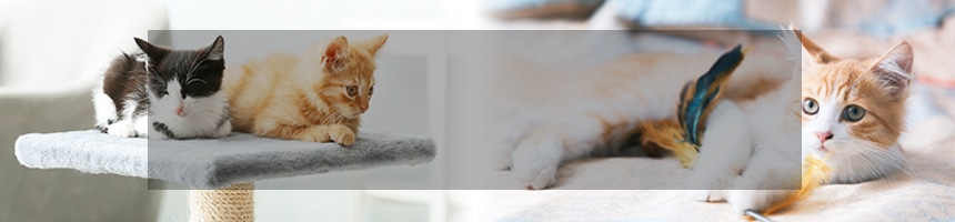 キャットライフ特集