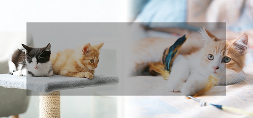 キャットライフ特集