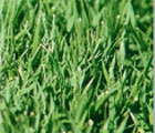 芝生特集